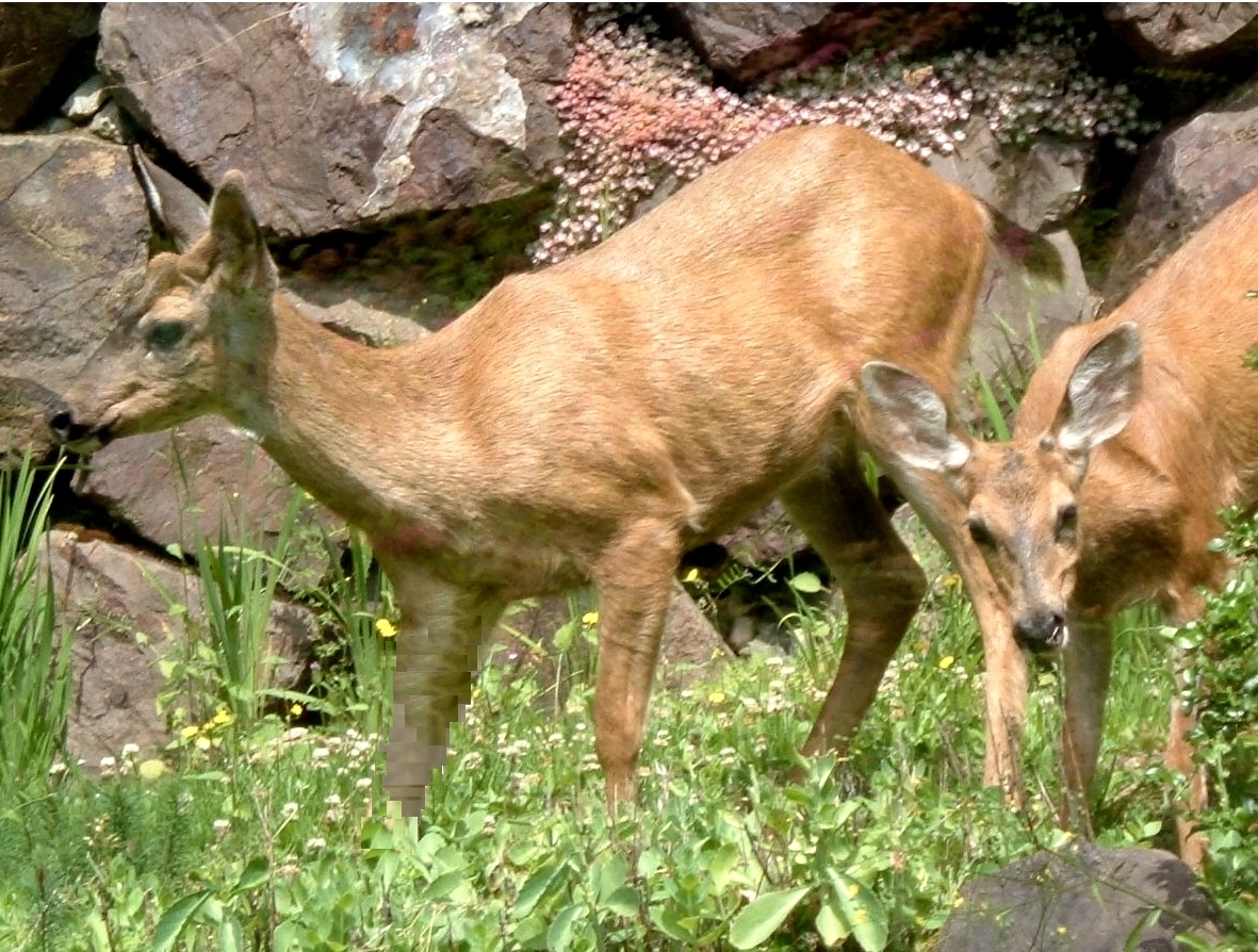 Deer in the garden