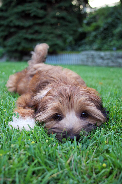 dog on lawn