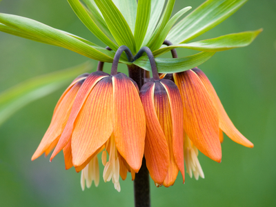 crown fritillaria imperialis imperial tulips bulbs tulip planting growing imperials northwest pacific branch garden perennial deer lutea seeds four colors