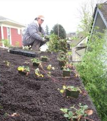 Plants on green roof