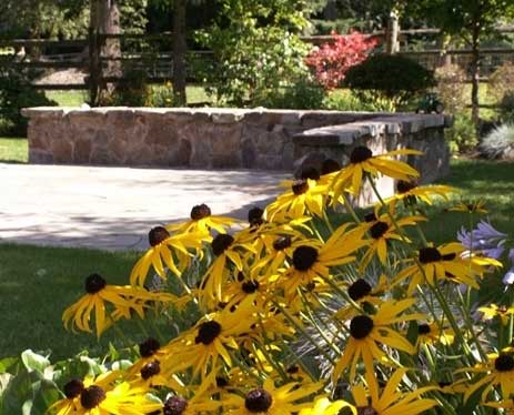 Landscape Design Ideas - Plants