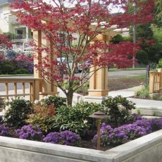Proper pruning of trees and bushes
