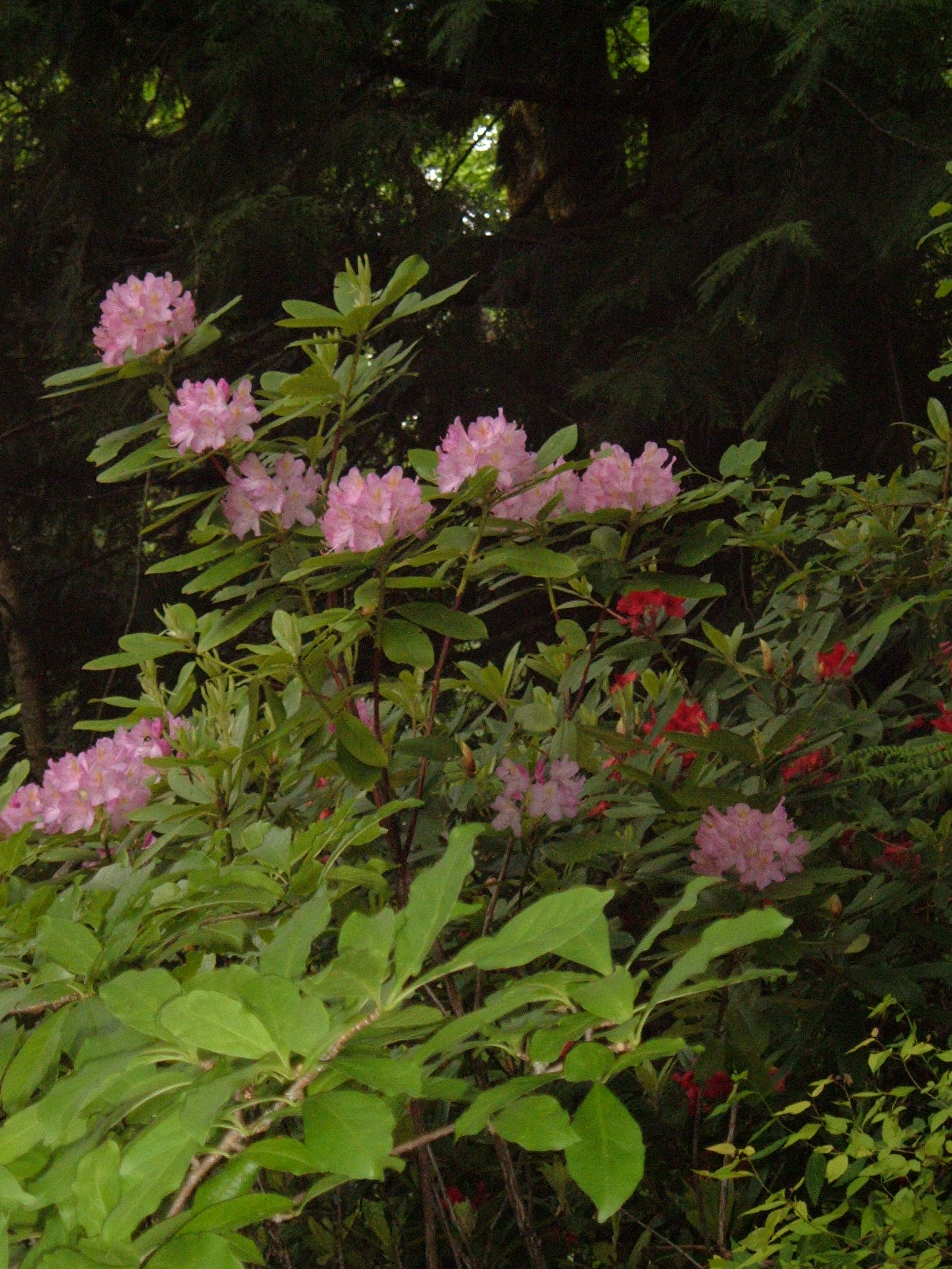 Rhododendron in landscape near woods
