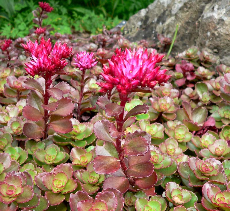 Sedum flower