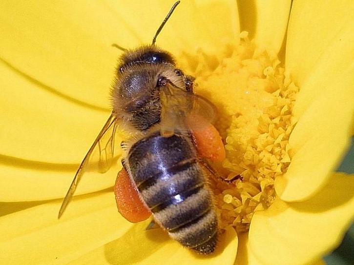 bee gathering pollen from lavender in a landscape