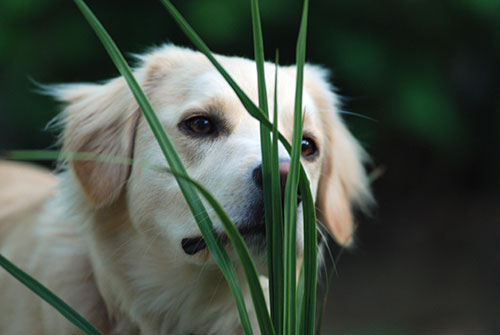 Dog smelling plants