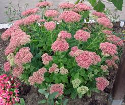 sedum autumn joy showing bright pink flowers